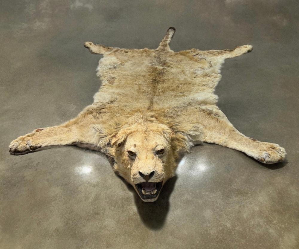 Full male lion skin rug, taxidermy specimen with mounted head, glass eyes, full teeth and claws, mid-20th century